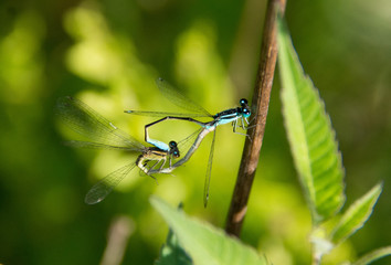 Couple libellules