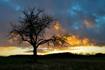 Baum Sonnenuntergang Natur