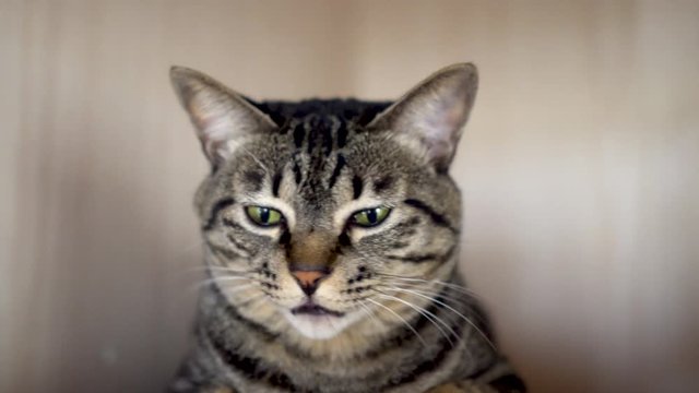 眠そうにあくびをする猫