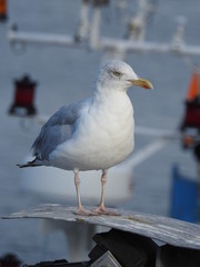 Goéland argenté