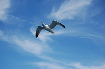 Fototapeta na wymiar sea gull in flight