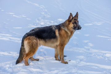 dog in the snow. German Shepherd Dog