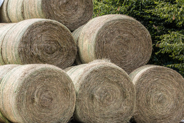 Animal food on the field of a farm