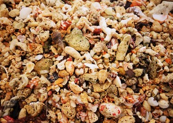 Detalle de una playa de conchas