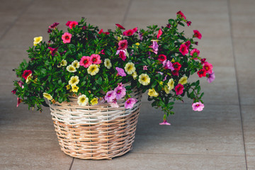 Fototapeta na wymiar Colorful flower basket sitting on a terrace. Sunny day, beautiful design. Home.
