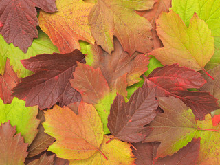 Naklejka na ściany i meble Fall of leaves in autumn. The leaves of the plant different colors. Low contrast background image