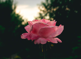 Pink rose on a dark green background. Beautiful daylight sky and trees in the back.