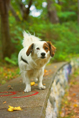 Spitz Dackel JackRussel Mix Hund  © Julia Wankmüller