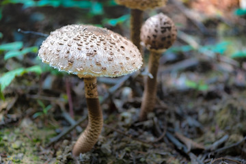 Grzyb © Bogdan