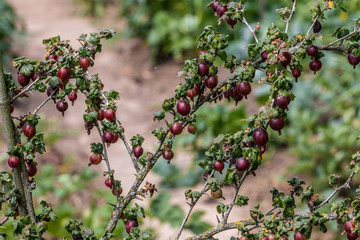 Purple gooseberries and green leaves in the green garden