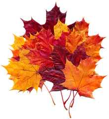 Maple leafs (Acer saccharum) isolated on a white background.