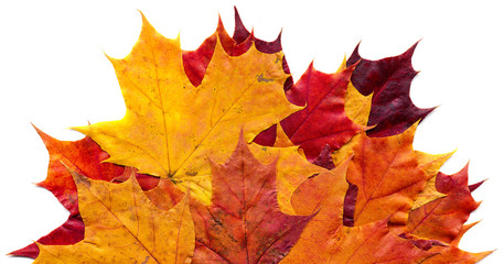 Naklejka na ściany i meble Maple leafs (Acer saccharum) isolated on a white background.