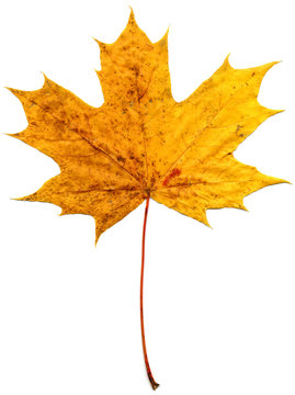 Maple leaf (Acer saccharum) isolated on a white background.