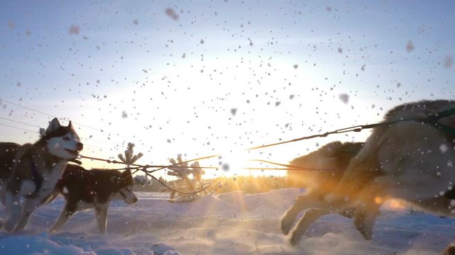 Dogs harnessed by dogs breed Husky pull sled with people, slow motion, Video loop