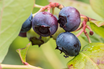 Big huckleberries and green leaves in the green garden