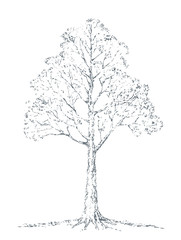 Vector Sketch. Old oak tree