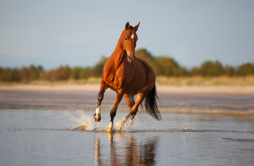 horse on the beach