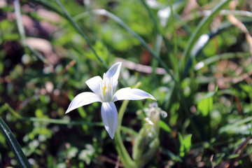Obraz premium Petali bianchi con verde