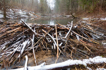 beaver dam in the river