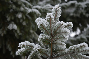 Fir tree branch covered bu horfroast and snow against blurred spruce tree. Bottom view 