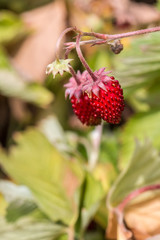 Tiny red strawberries and green leaves in the green garden