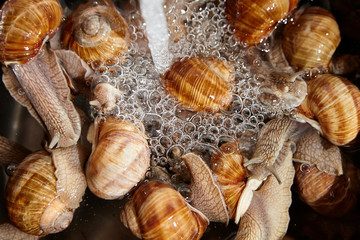 Many live garden snails under running water closeup. Washing snails before cooking