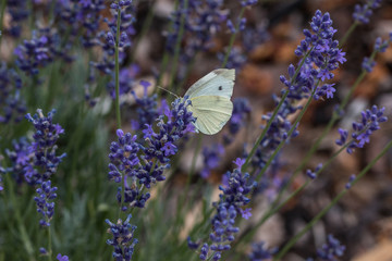 Butterfly on violet flower on the green field of the park