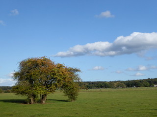 Wiese mit weidenden Kühen und schöner landschaft