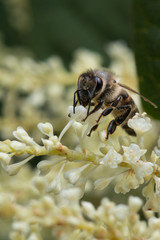 Macro of honey bee collects pollen on a white flower