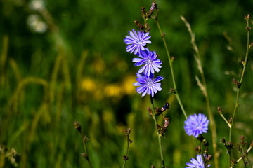 Autumn, colorful roadside small, flowers