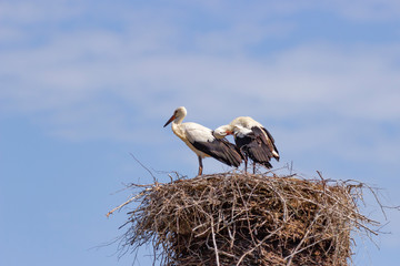 A pair of storks in the spring in their nest.