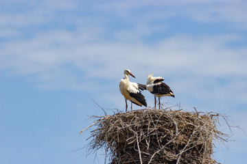A pair of storks in the spring in their nest.