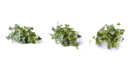 Fototapeta premium mizuna micro green