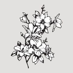 Magnolia twig