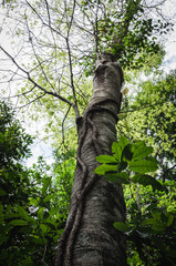 Fototapeta premium Vertical view of a tree surrounded by a vine and natural dense vegetation in the Iguazu wild tropical jungle, Argentina