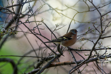 Chaffinch (Fringilla coelebs)