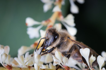 Macro of honey bee collects pollen on a white flower