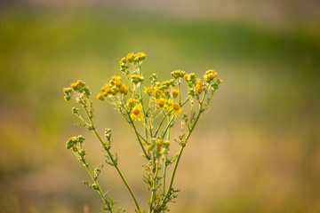 Jakobskreuzkraut Jacobaea vulgaris Pflanze mit Blüte