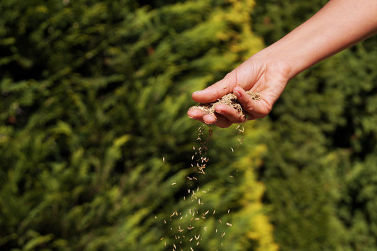 Sowing Grain. Female Hand Sowing Grass Seeds.