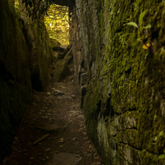 Forest Rock  Moss