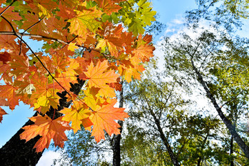 Orange maple leaves against green birch leaves and blue sky. Natural autumn background