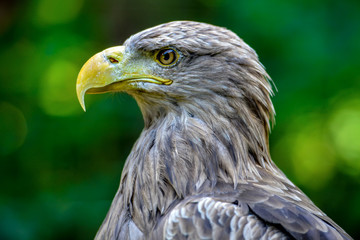 Adler Profil Seite