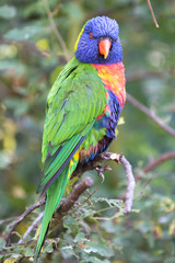 Rainbow lorikeet (Allfarblori, Trichoglossus haematodus) 