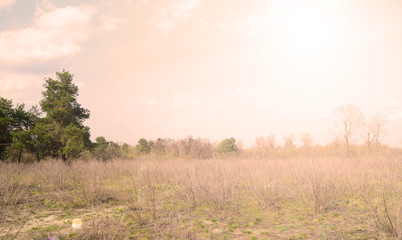 Evening sunset over a field of dry trees.