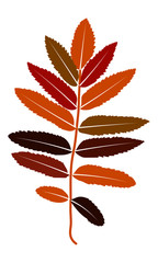 Colour autumn vector leaf