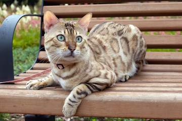 Bengal cat breed on a walk in the park