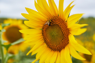 Naklejka premium sunflower and bee