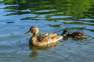 Mallard duck (lat. Anas platyrhynchos) with small ducklings in a pond