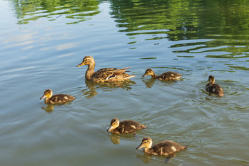 Mallard duck (lat. Anas platyrhynchos) with small ducklings in a pond