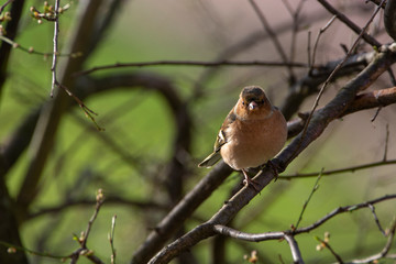 Chaffinch (Fringilla coelebs)